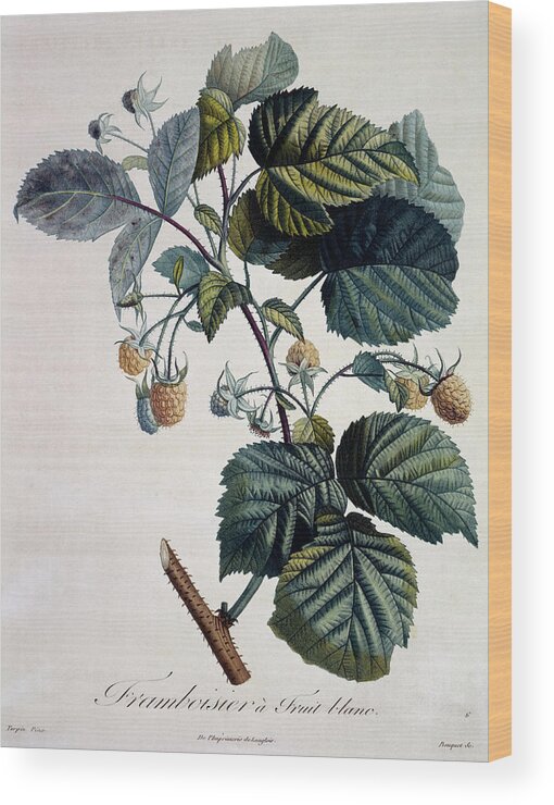 Raspberry Wood Print featuring the photograph Raspberries by Natural History Museum, London/science Photo Library