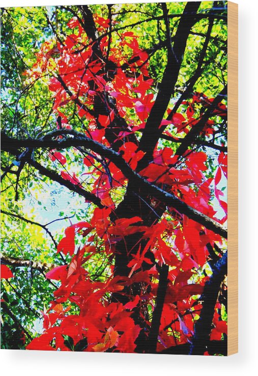 Red Creeper 2 Wood Print featuring the photograph Red Creeper 2 by Darren Robinson