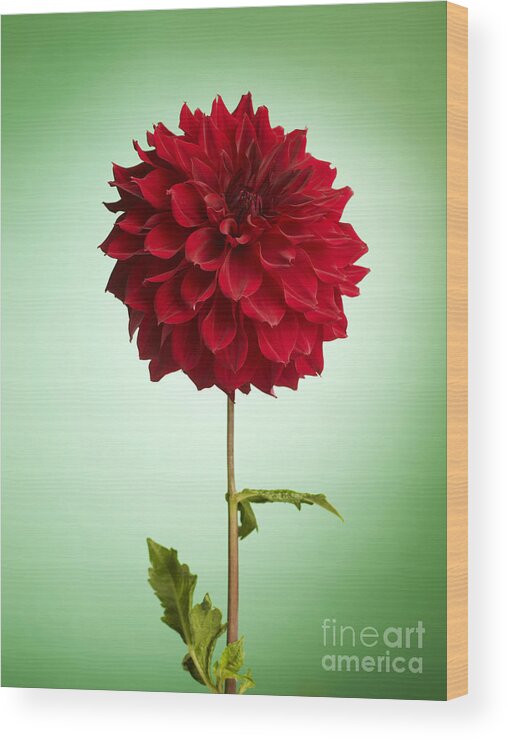 Dahlia Wood Print featuring the photograph Red Dahlia by Tony Cordoza