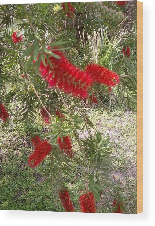 Nature Wood Print featuring the photograph Red Feather Bush by Fortunate Findings Shirley Dickerson