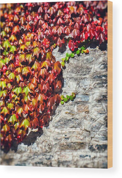 Atumn Wood Print featuring the photograph Red ivy on wall by Silvia Ganora
