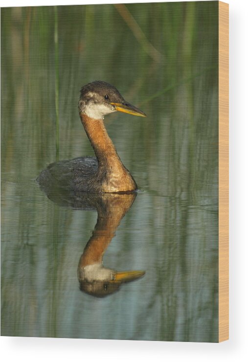 Peterson Nature Photography Wood Print featuring the photograph Red-necked Grebe by James Peterson