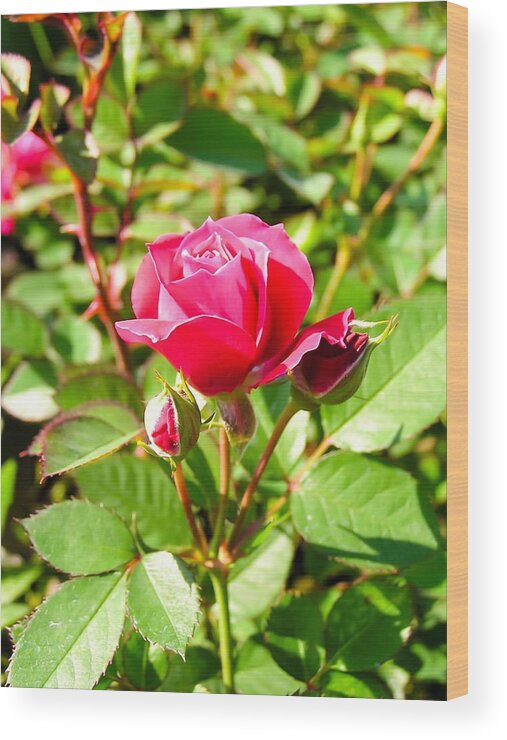 Pink Rose Buds Wood Print featuring the photograph Pink Rose Buds by Cynthia Woods