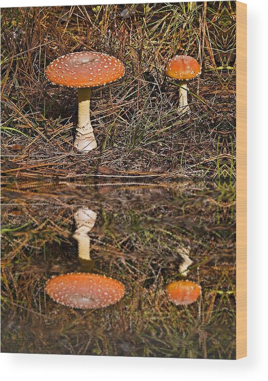 Nature Wood Print featuring the photograph Reflecting Toadstools by Michael Whitaker