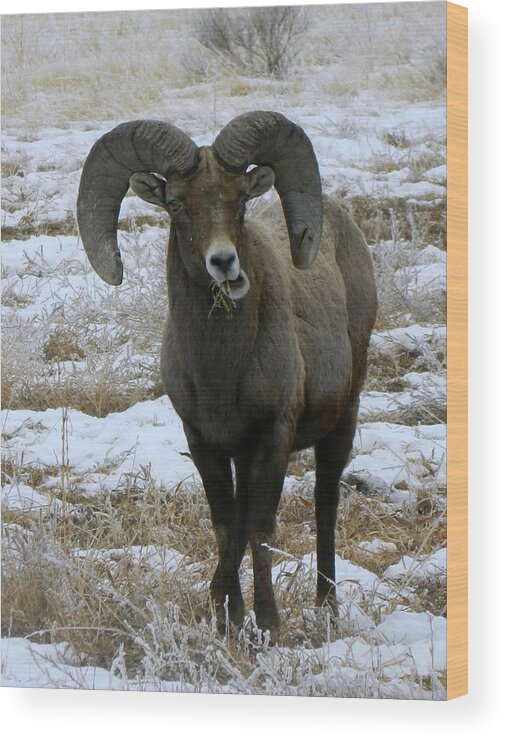 Rocky Mountain Big Horn Sheep Wood Print featuring the photograph Rocky Mountain Big Horn Sheep 2 by Michelle Frizzell-Thompson