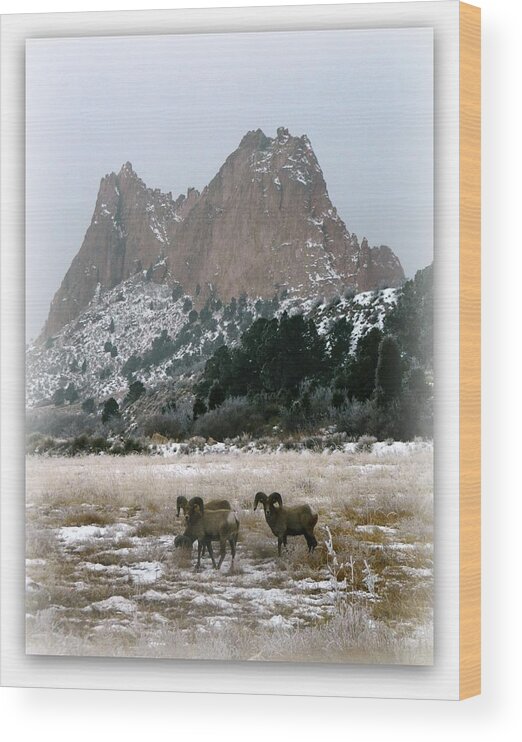 Rams Wood Print featuring the photograph Rocky Mountain Big Horn Sheep by Michelle Frizzell-Thompson