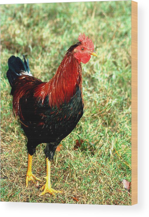 Rooster Wood Print featuring the photograph Rooster Red by Lesa Fine