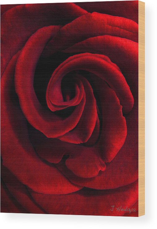Nature Wood Print featuring the photograph Rose' by Joseph Hedaya