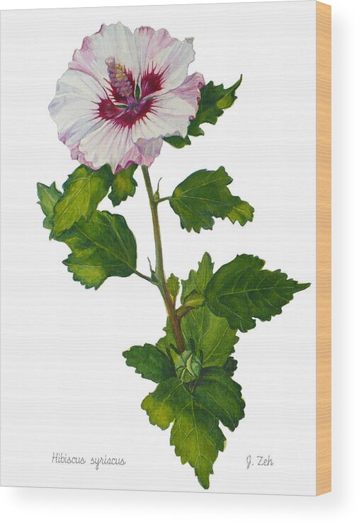 Hibiscus Wood Print featuring the painting Rose of Sharon - Hibiscus syriacus by Janet Zeh