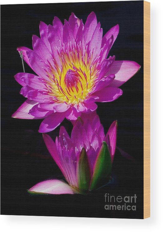 Aquatic Wood Print featuring the photograph Royal Lily by Nick Zelinsky Jr