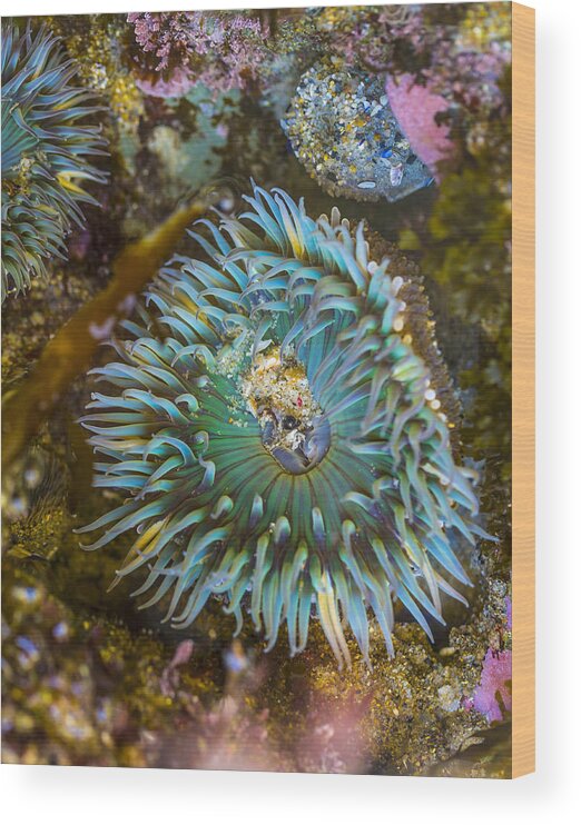 1000 Steps Beach Wood Print featuring the photograph Sea Anemone in Laguna Beach by Angela Stanton