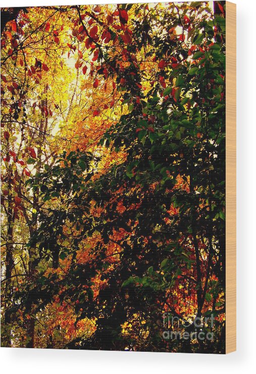 Fall Wood Print featuring the photograph Season of Color by John Potts