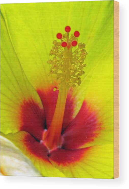 Hibiscus Wood Print featuring the photograph Shades of Summer 03 by Pamela Critchlow