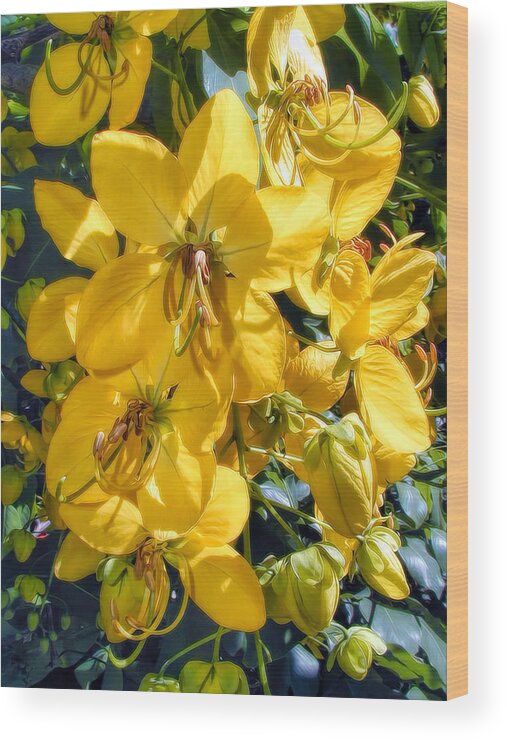 Hawaii Wood Print featuring the photograph Shower Tree 9 by Dawn Eshelman