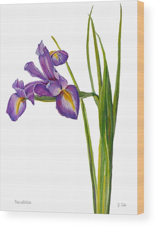 Iris Flower Wood Print featuring the painting Siberian Iris - Iris Sibirica by Janet Zeh