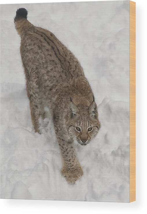 Siberian Lynx Wood Print featuring the photograph Siberian Lynx by Wade Aiken