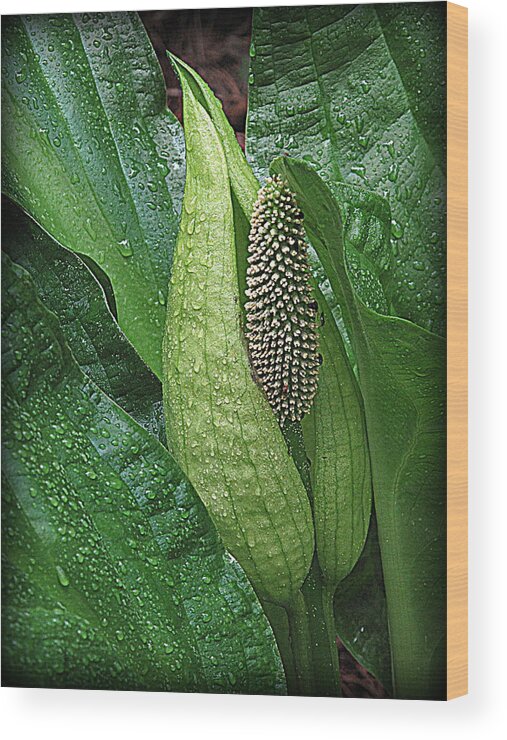 Skunk Cabbage Wood Print featuring the photograph Skunk Beauty by Suzy Piatt