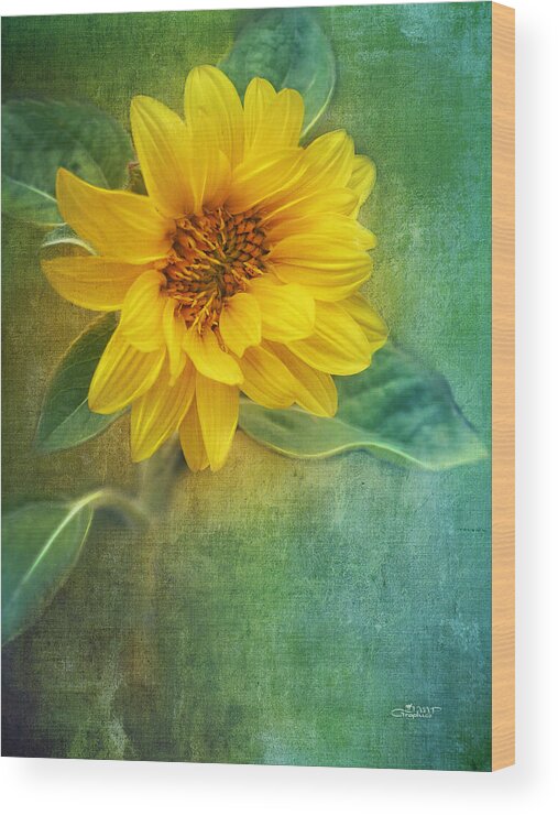Photo Wood Print featuring the photograph Small Sunflower by Jutta Maria Pusl