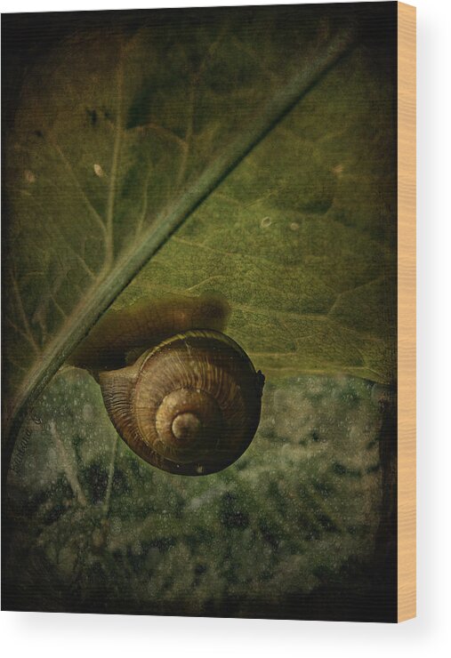 Snail Wood Print featuring the photograph Snail camp by Barbara Orenya