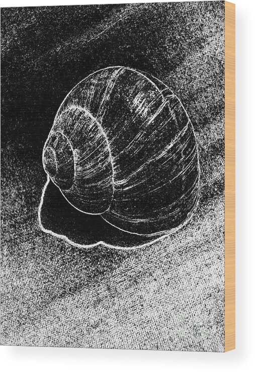 Snail Shells Wood Print featuring the digital art Snail Shell Black and White Art No.11 by Drinka Mercep