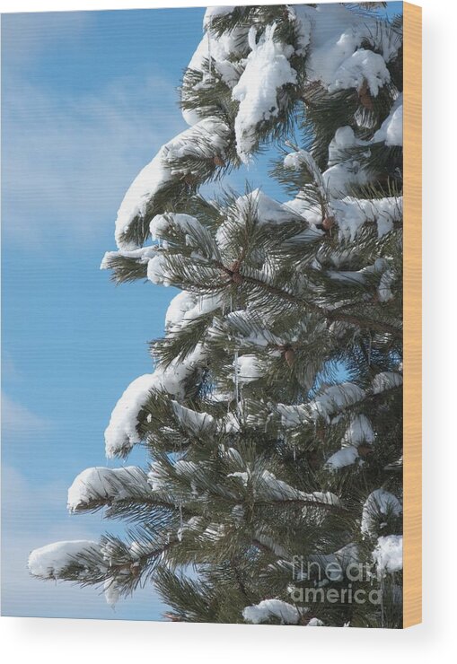 Snow Wood Print featuring the photograph Snow-Clad Pine by Ann Horn