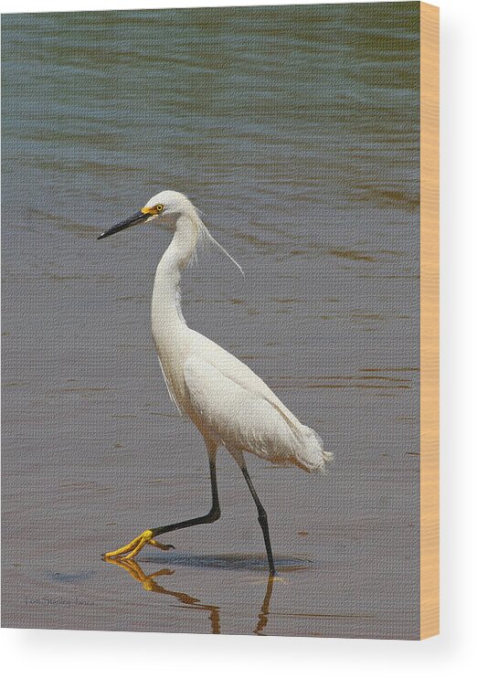 Snowy Egret Struts Carefully By Wood Print featuring the photograph Snowy Egret Struts Carefully By by Tom Janca