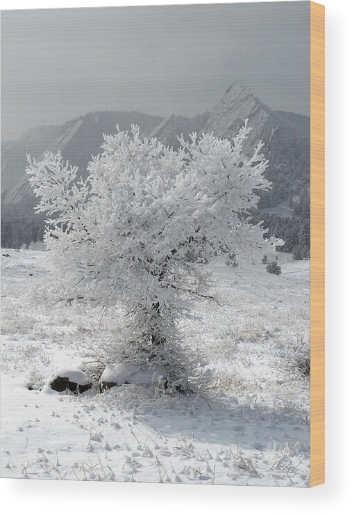 Snowy Wood Print featuring the photograph Snowy Tree by Aaron Spong