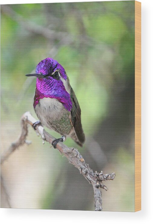 Costa's Hummingbird Wood Print featuring the photograph Some Like It Hot by Theo OConnor