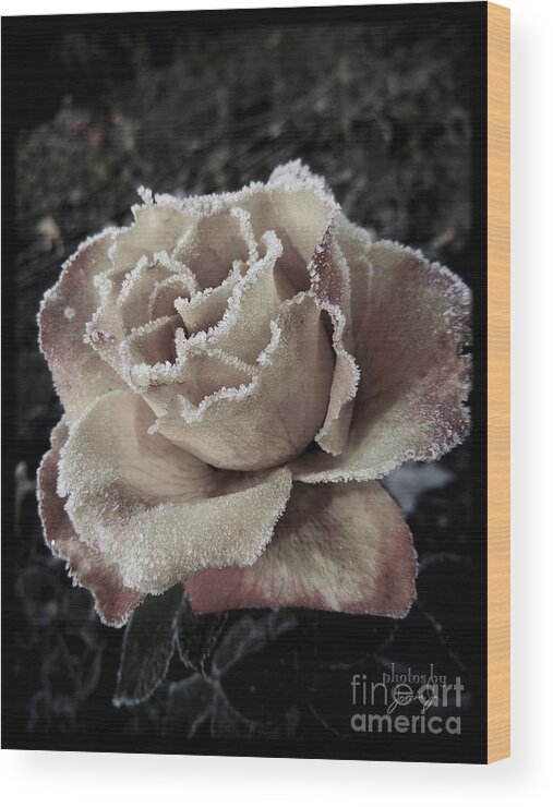 Spain Wood Print featuring the photograph Spanish Rose by Jamie Johnson