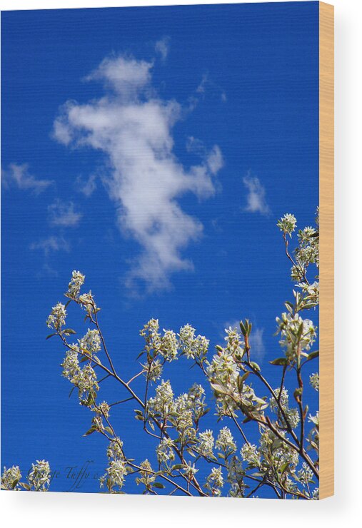 Spring Blooming Tree Nature Cloud Sky Simple Zen Colorado Rocky Mountains Wood Print featuring the photograph Spring classic by George Tuffy