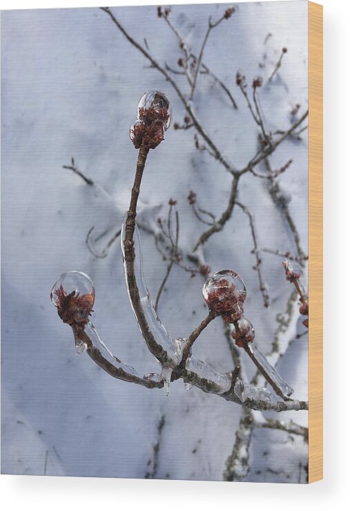 Spring Wood Print featuring the photograph Spring Encased by Steve Sommers