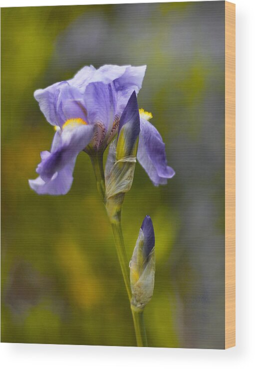 Flower Wood Print featuring the photograph Spring Iris by Jessica Jenney