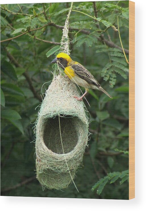 Weaver Bird Wood Print featuring the photograph Stitch in Time by Ramabhadran Thirupattur