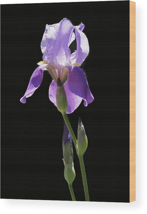 Iris Wood Print featuring the photograph Sun-drenched Iris by Rona Black