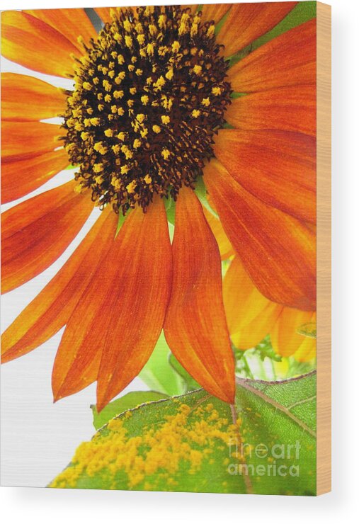Sunflower Wood Print featuring the photograph Sun Up by Kathy Bassett