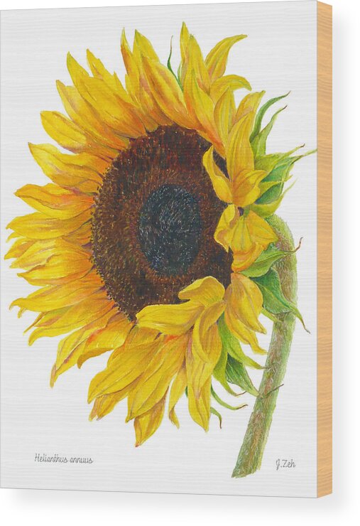 Sunflower Wood Print featuring the painting Sunflower - Helianthus annuus by Janet Zeh