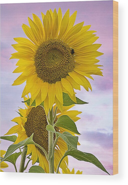 Sunflower Wood Print featuring the photograph Sunflower with colorful evening sky by Jatin Thakkar