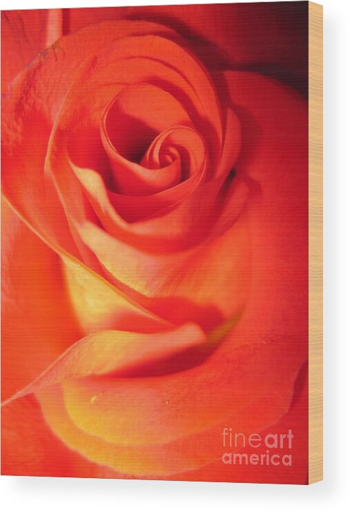 Floral Wood Print featuring the photograph Sunkissed Orange Rose 10 by Tara Shalton