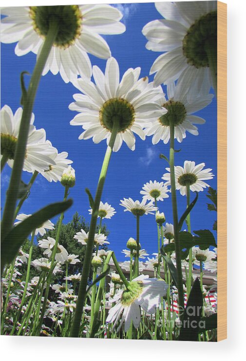 Summer Wood Print featuring the photograph Sunny Side Up by Pamela Clements