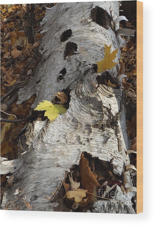 Nature Birch Tree Woods Fall Autumn Outside Trees Wood Print featuring the photograph Tall Fallen Birch with Leaves by Erick Schmidt