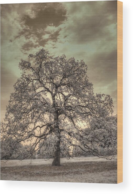 Texas Oak Wood Print featuring the photograph Texas Oak Tree by Jane Linders