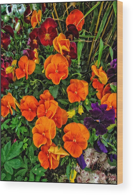 Floral Wall Art Wood Print featuring the photograph Fall Pansies by Thom Zehrfeld