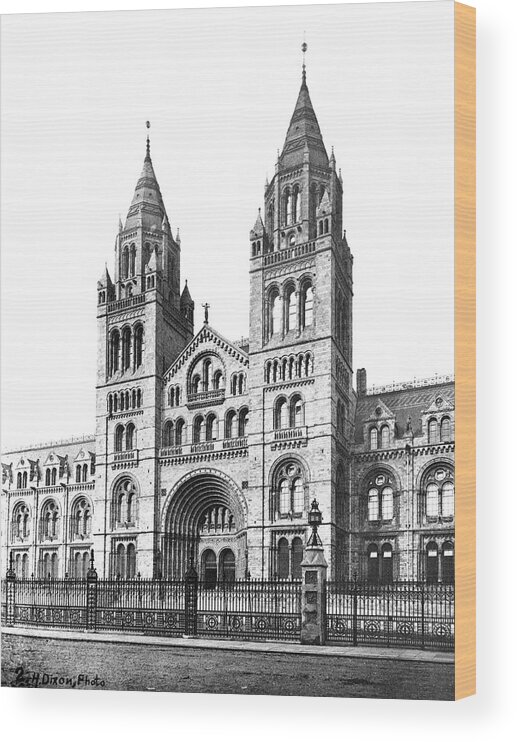 Architecture Wood Print featuring the photograph The Natural History Museum by Natural History Museum, London/science Photo Library
