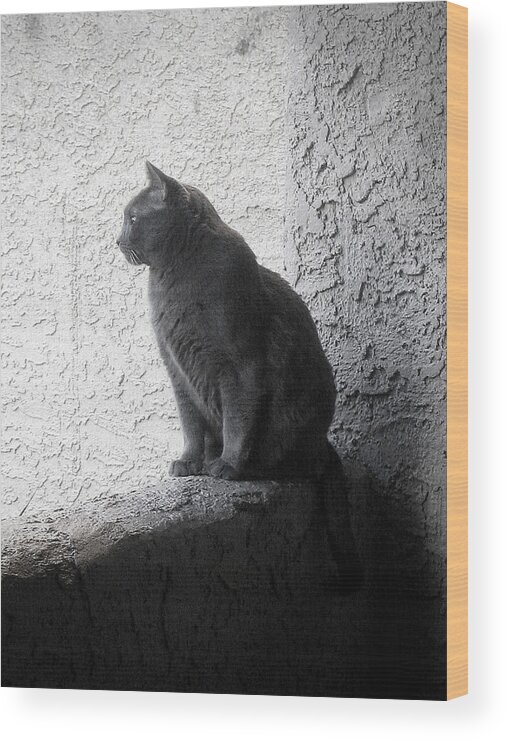 Cat Wood Print featuring the photograph The visitor by Tammy Espino