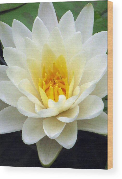 Water Lilies Wood Print featuring the photograph The Water Lilies Collection - 03 by Pamela Critchlow