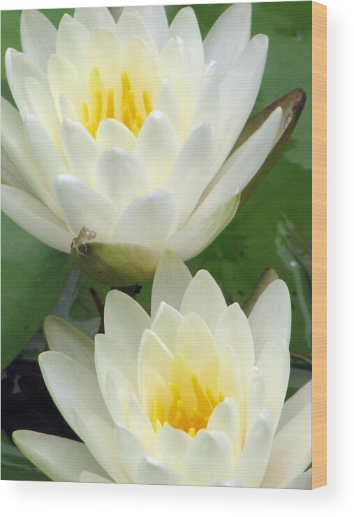 Water Lilies Wood Print featuring the photograph The Water Lilies Collection - 09 by Pamela Critchlow