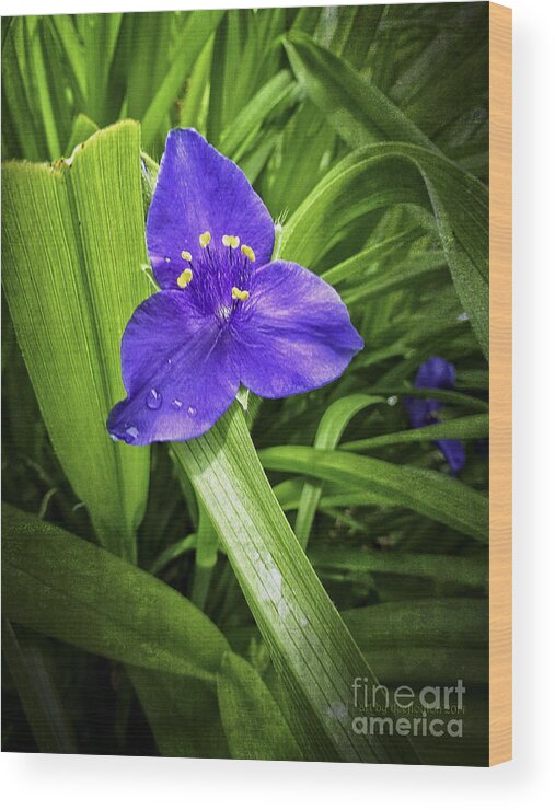 Flower Wood Print featuring the photograph Three O'clock Grunge Flower by Dee Flouton