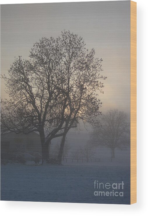 Tree Wood Print featuring the photograph Tree in the foggy winter landscape by Amanda Mohler