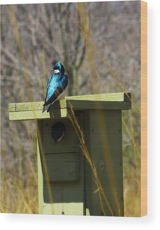 Bird Wood Print featuring the photograph Tree Swallow 2 by Shawna Rowe
