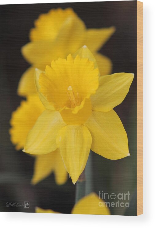 Mccombie Wood Print featuring the photograph Trumpet Daffodil named Exception by J McCombie